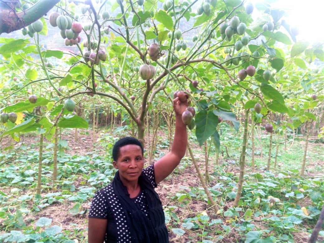 Nyirankundimana Reaping Big From Her Tree Tomatoes Vi Agroforestry