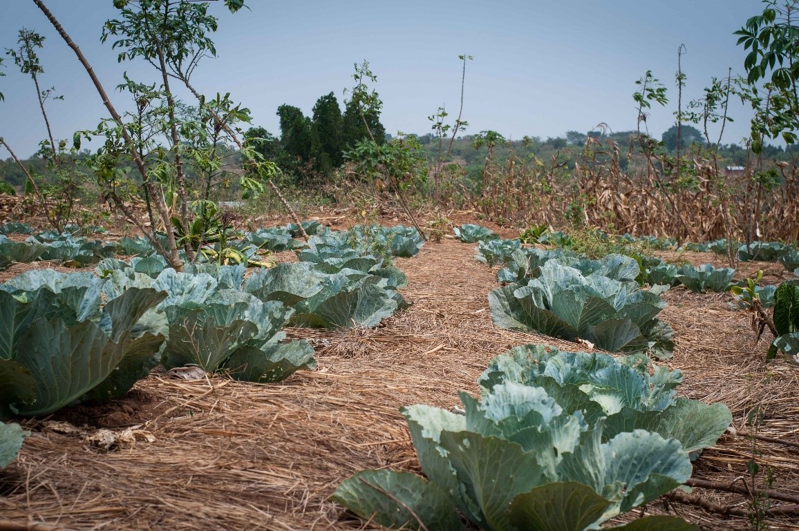 World Soil Day Stop Soil Erosion, Save Our Future Vi Agroforestry