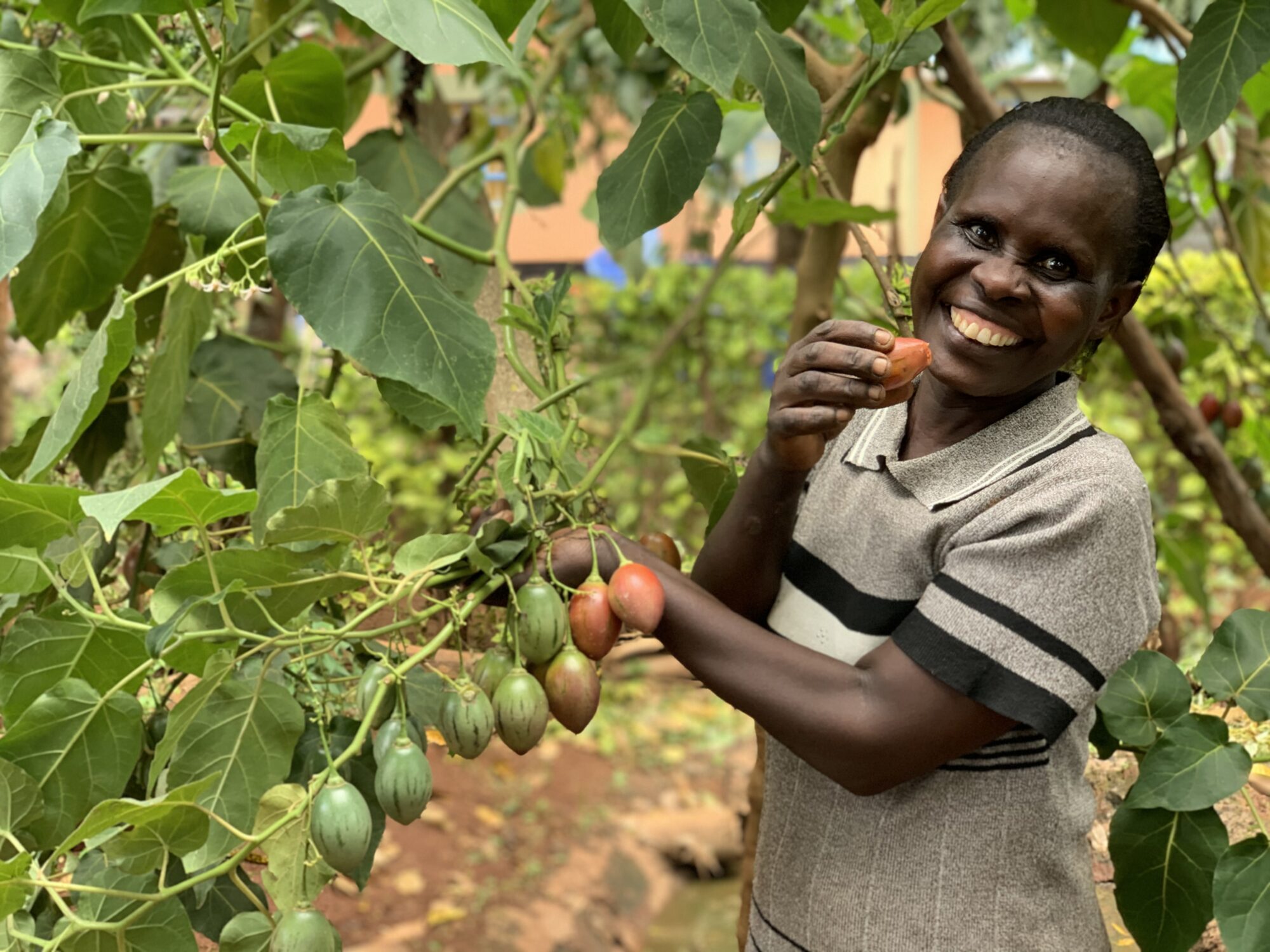 Agroforestry – The Pathway To Secure The Right To Food In A Time Of ...