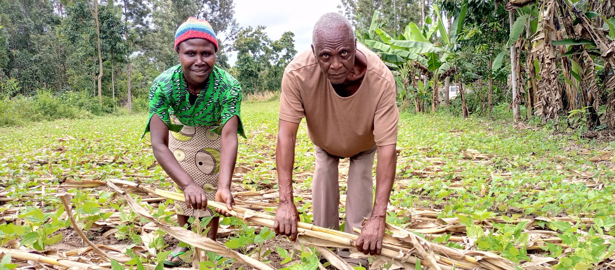 Increasing food security through the Kenya Agriculture Carbon Project