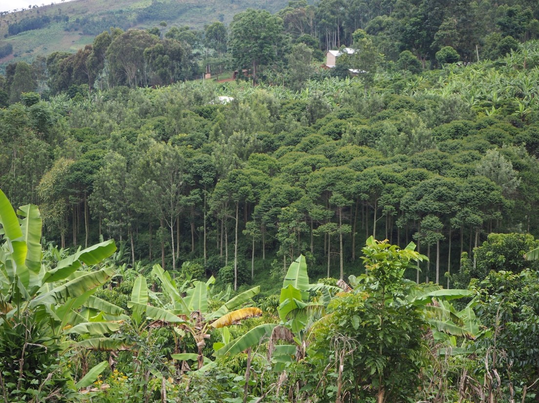 Farmers in Emiti Nibwo Bulora graduates - Vi Agroforestry