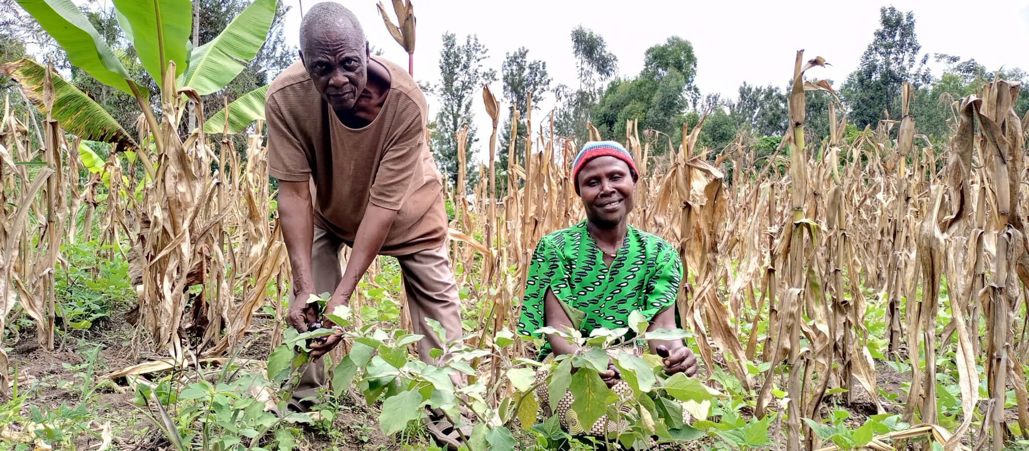 Increasing food security through the Kenya Agriculture Carbon Project ...