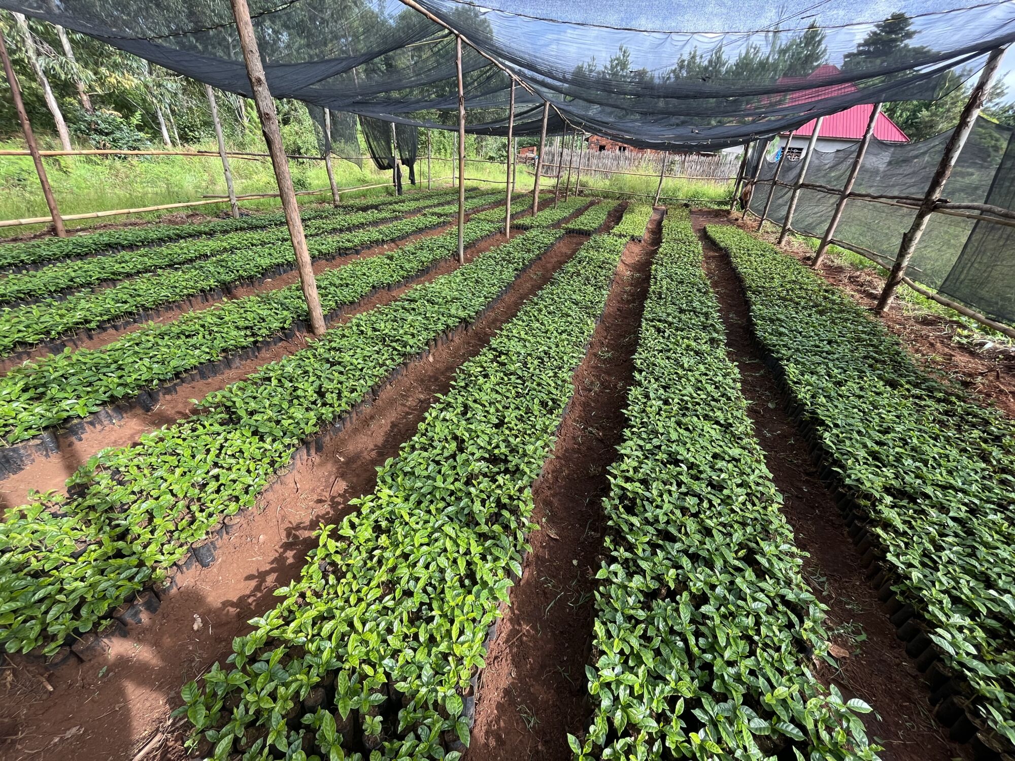 Youth farmers teach older farmers how to set up coffee business Vi